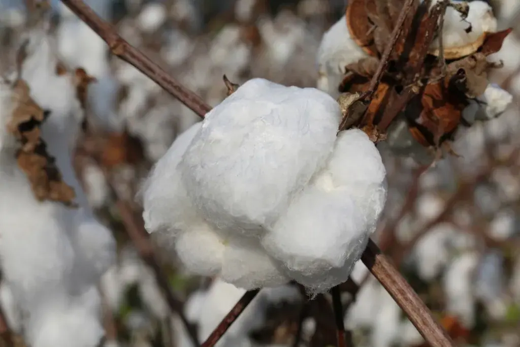 Open cotton boll on the plant